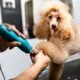How Often Should You Have Your Dog Groomed? 7 How Often Should You Have Your Dog Groomed?