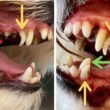 Retained Puppy Teeth