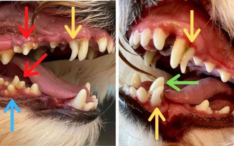 Retained Puppy Teeth