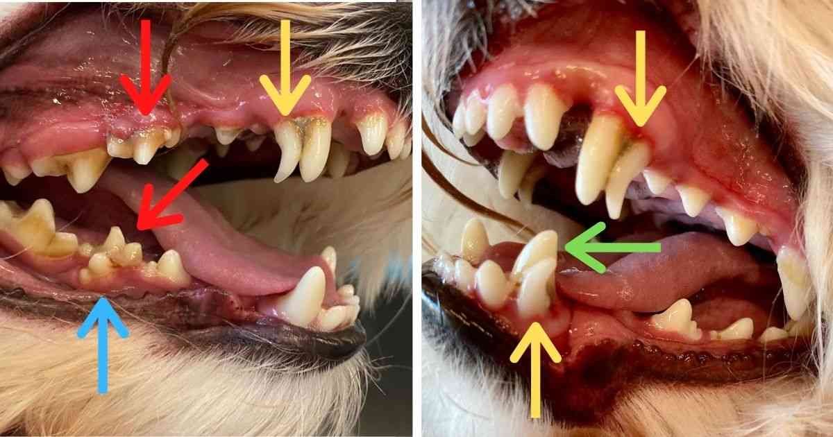 Retained Puppy Teeth