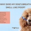 Dogs Smell Your Breath