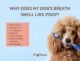 Why Do Dogs Smell Your Breath 7 Dogs Smell Your Breath