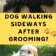 How Long Will My Dog Act Weird After Grooming?