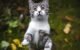Why Does My Cat Swat at Me 5 Why Does My Cat Swat at Me