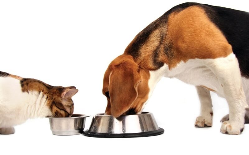Allergic reactions to cat food in dogs