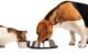 Allergies: Cat Food And Dogs 5 Allergic reactions to cat food in dogs