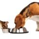 Allergies: Cat Food And Dogs 8 Allergic reactions to cat food in dogs