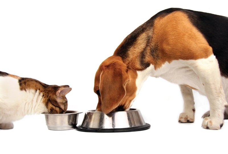 Allergic reactions to cat food in dogs
