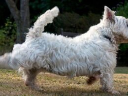 Dogs Wipe Their Feet