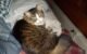 Why Do Cats Sleep on Your Pillow 5 Why Do Cats Sleep on Your Pillow