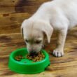 Stop Soaking Puppy Kibble