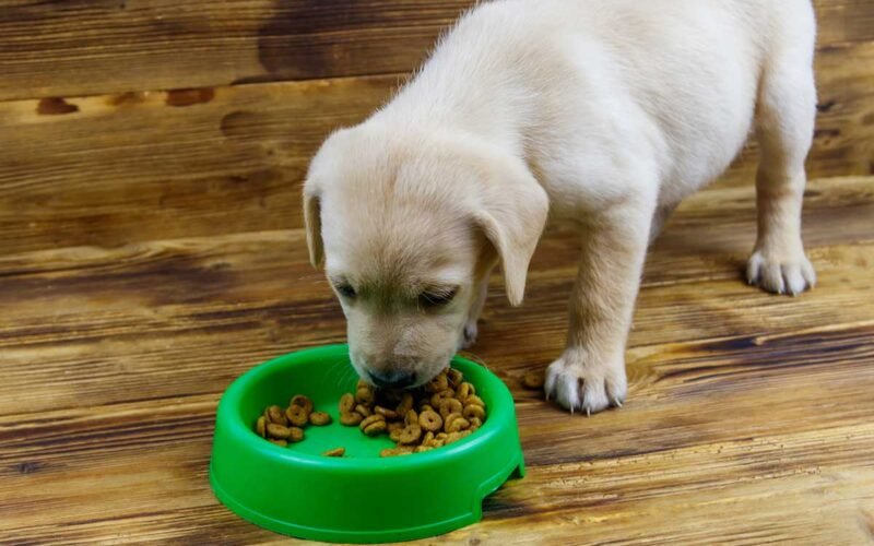 Stop Soaking Puppy Kibble