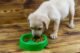 Stop Soaking Puppy Kibble