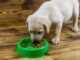 Stop Soaking Puppy Kibble