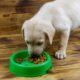 Stop Soaking Puppy Kibble