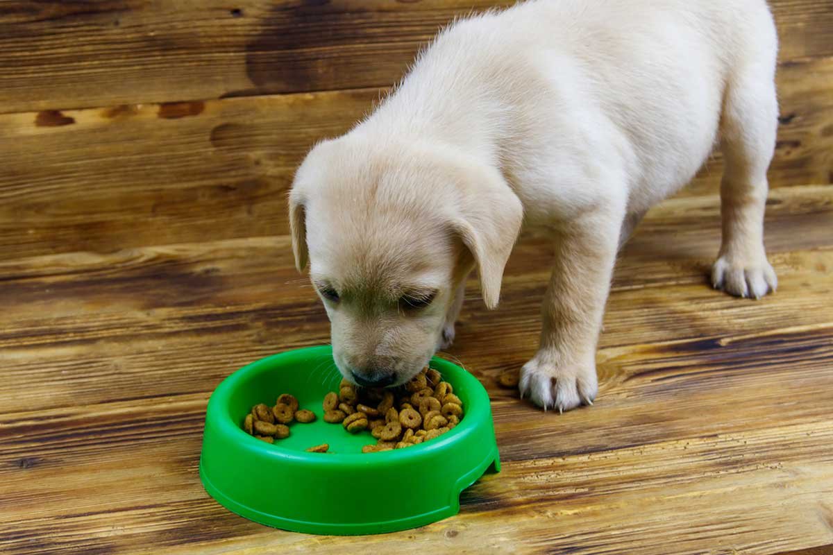 Stop Soaking Puppy Kibble