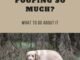 Why Does My Dog Poops So Much?