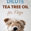 Dilute Tea Tree Oil for Dogs