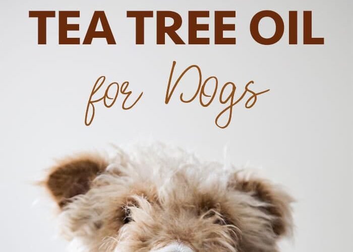 Dilute Tea Tree Oil for Dogs