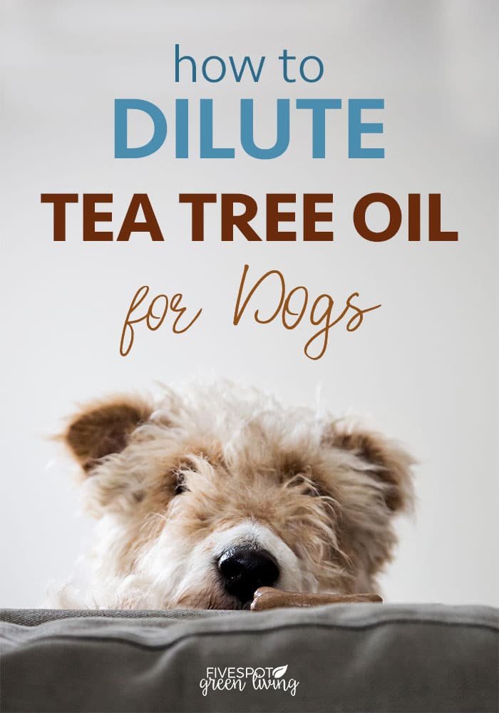 Dilute Tea Tree Oil for Dogs