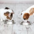Is cat food safe for dogs
