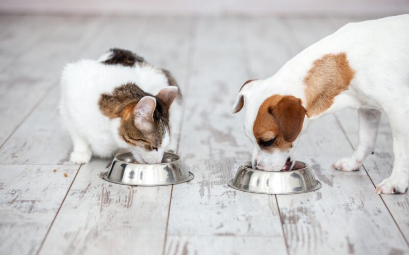 Is cat food safe for dogs