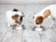 Is Cat Food Safe for Dogs? 32 Is cat food safe for dogs