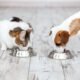 Is cat food safe for dogs
