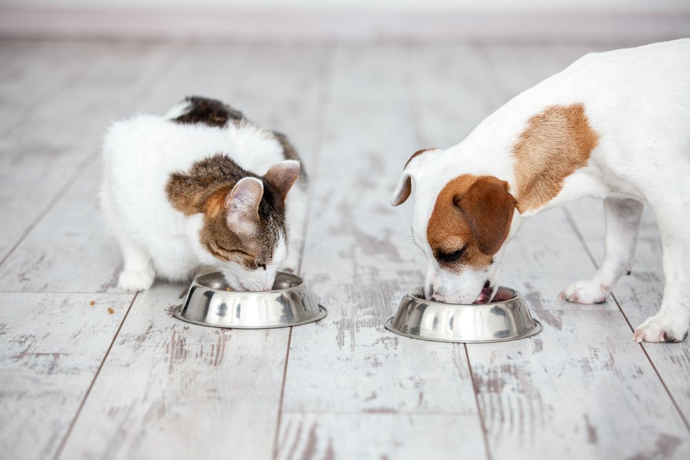 Is cat food safe for dogs