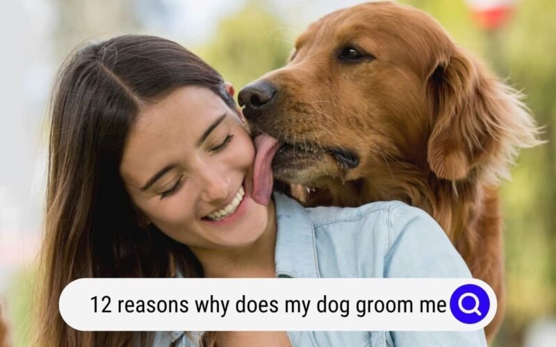 My Dog Groom Me