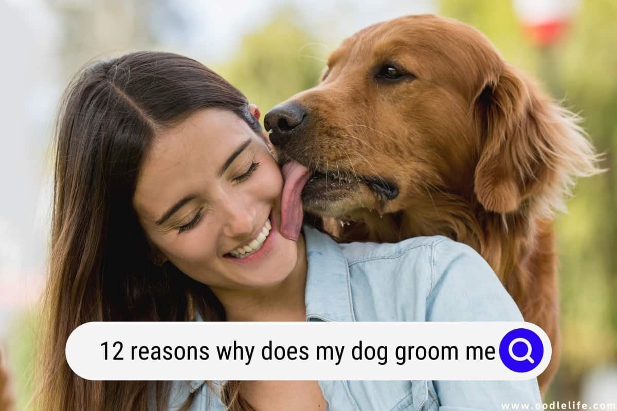My Dog Groom Me
