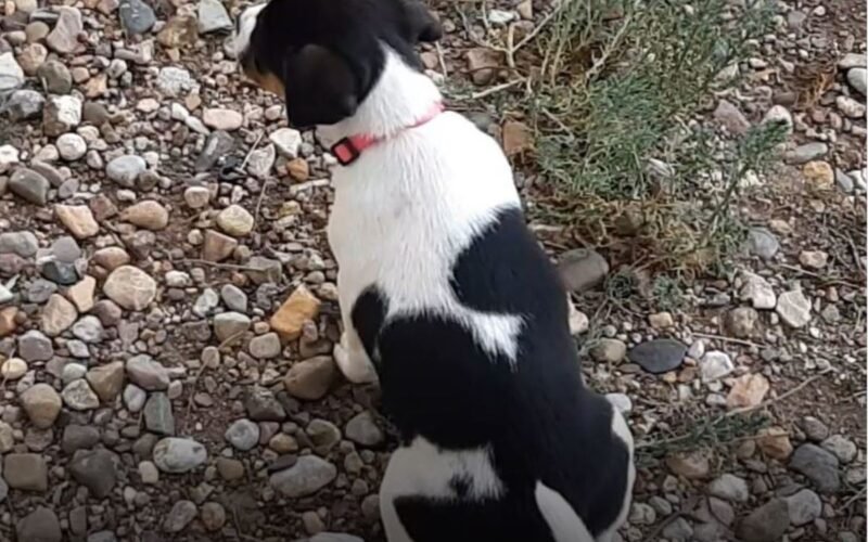 Dogs Hold Pee Overnight