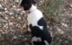How Long Can Dogs Hold Pee Overnight 5 Dogs Hold Pee Overnight