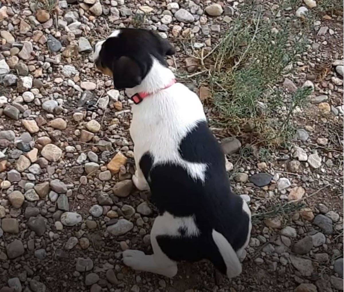 Dogs Hold Pee Overnight