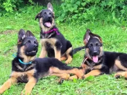 German Shepherd Puppy