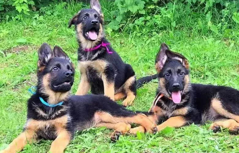 German Shepherd Puppy