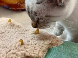 Make a Kitten Pacifier