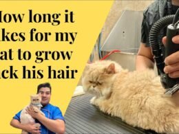 Cat Hair Take to Grow Back