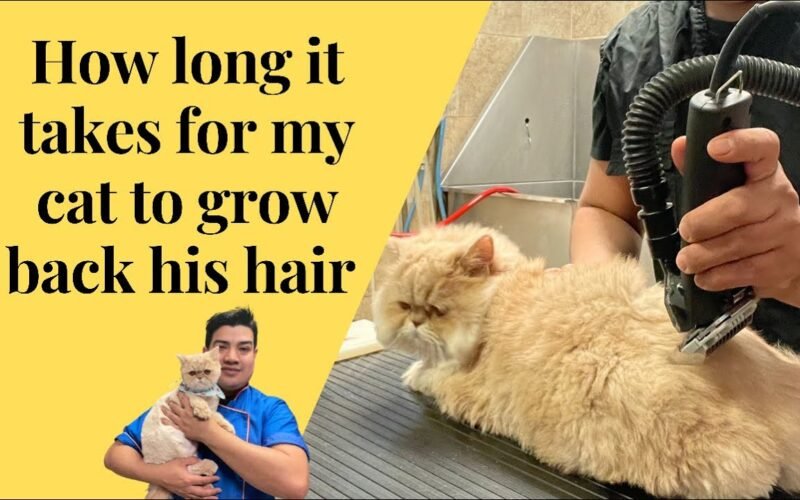Cat Hair Take to Grow Back