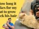 Cat Hair Take to Grow Back