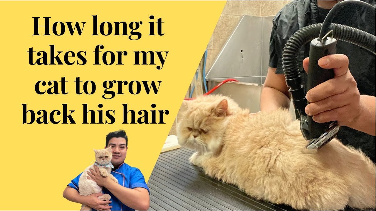 Cat Hair Take to Grow Back