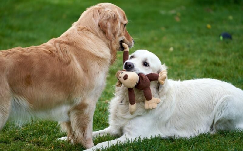 Get Rid of Smell of Dog in Heat