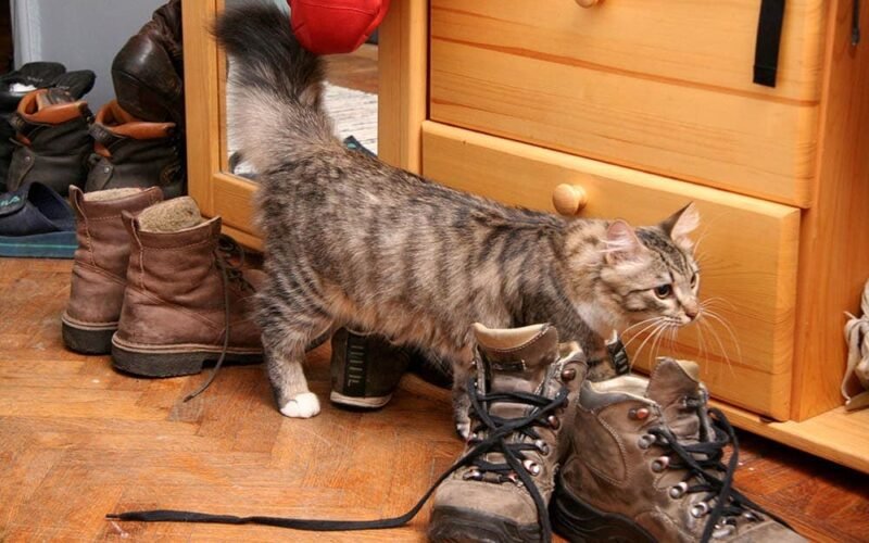 Get Cat Pee Smell Out of Shoes