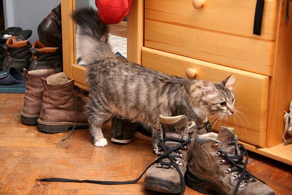 Get Cat Pee Smell Out of Shoes