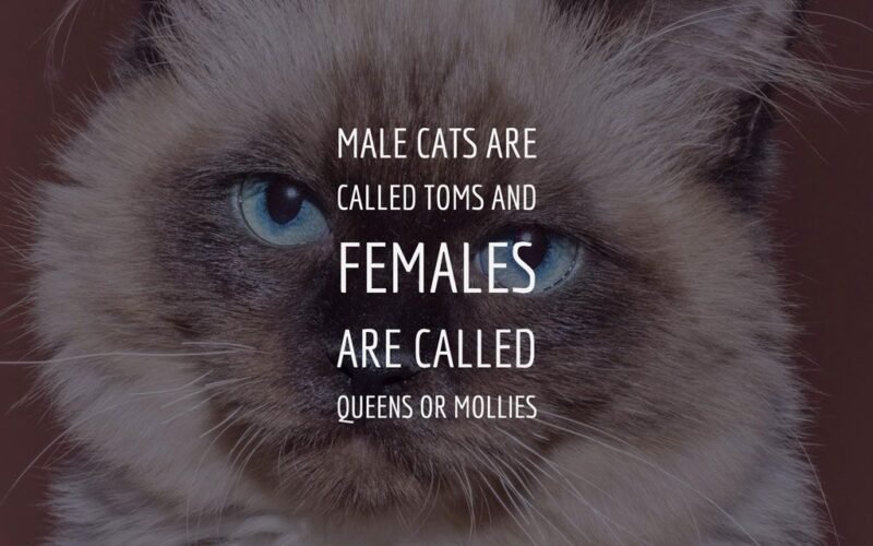 Male Cats Called