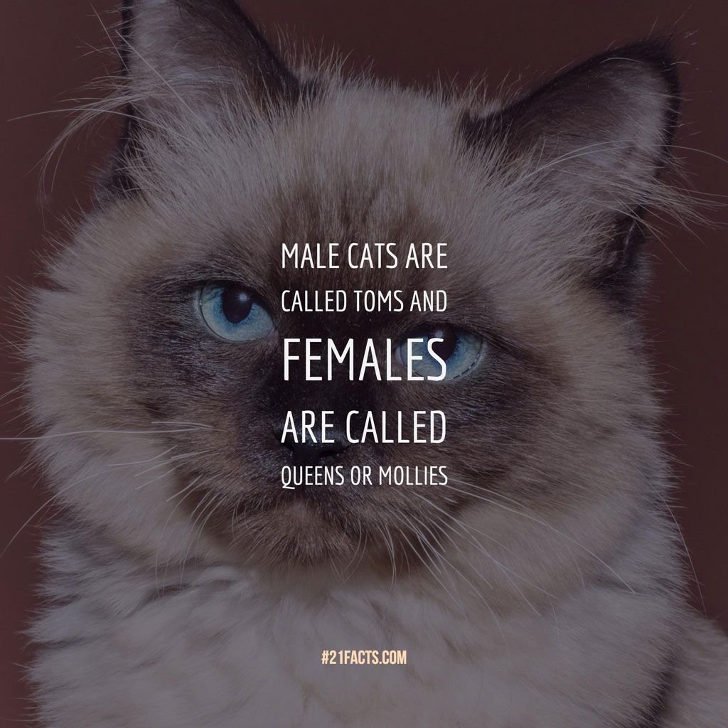 Male Cats Called