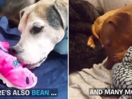 My Dog Nibble on My Clothes