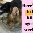 4 Month Old Kitten Eat
