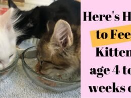 4 Month Old Kitten Eat