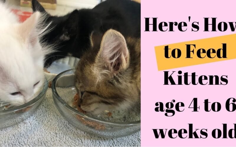 4 Month Old Kitten Eat